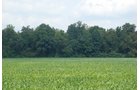 Property photo 8 - 68 Acres Offered in 2 Tracts - Productive Tillable Land & Woods