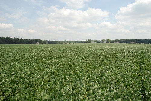 Property photo 1 - 68 Acres Offered in 2 Tracts - Productive Tillable Land & Woods