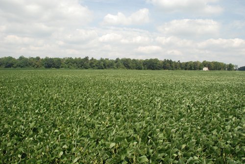Property photo 10 - 68 Acres Offered in 2 Tracts - Productive Tillable Land & Woods