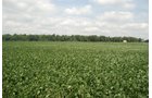 Property photo 10 - 68 Acres Offered in 2 Tracts - Productive Tillable Land & Woods