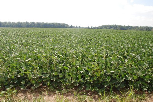Property photo 9 - 68 Acres Offered in 2 Tracts - Productive Tillable Land & Woods