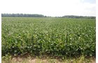 Property photo 9 - 68 Acres Offered in 2 Tracts - Productive Tillable Land & Woods