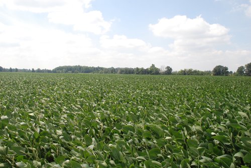 Property photo 12 - 68 Acres Offered in 2 Tracts - Productive Tillable Land & Woods