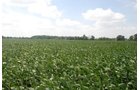 Property photo 12 - 68 Acres Offered in 2 Tracts - Productive Tillable Land & Woods