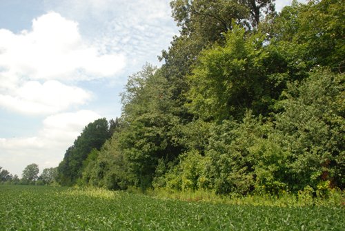 Property photo 3 - 68 Acres Offered in 2 Tracts - Productive Tillable Land & Woods