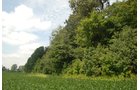 Property photo 3 - 68 Acres Offered in 2 Tracts - Productive Tillable Land & Woods