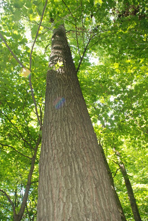 Property photo 11 - 68 Acres Offered in 2 Tracts - Productive Tillable Land & Woods