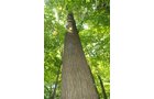 Property photo 11 - 68 Acres Offered in 2 Tracts - Productive Tillable Land & Woods