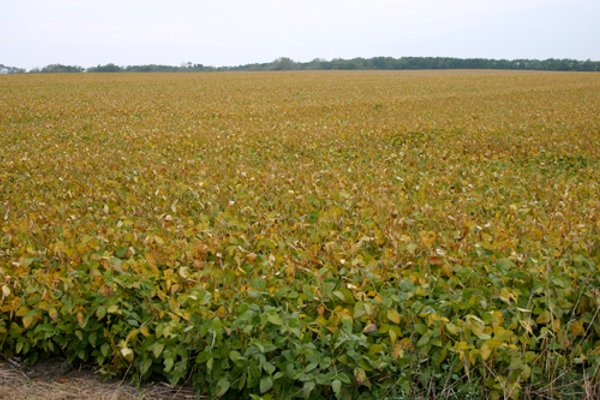 127.5 Acres Offered in 2 Tracts - Productive Tillable Land and Wooded Hunting Land