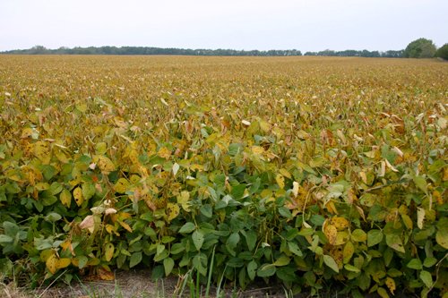 Property photo 6 - 127.5 Acres Offered in 2 Tracts - Productive Tillable Land and Wooded Hunting Land