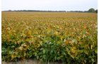 Property photo 6 - 127.5 Acres Offered in 2 Tracts - Productive Tillable Land and Wooded Hunting Land