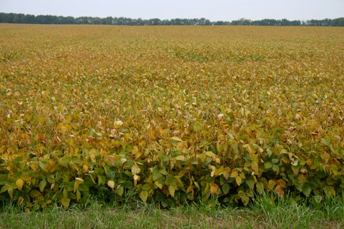 Property photo 2 - 127.5 Acres Offered in 2 Tracts - Productive Tillable Land and Wooded Hunting Land