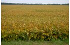 Property photo 2 - 127.5 Acres Offered in 2 Tracts - Productive Tillable Land and Wooded Hunting Land