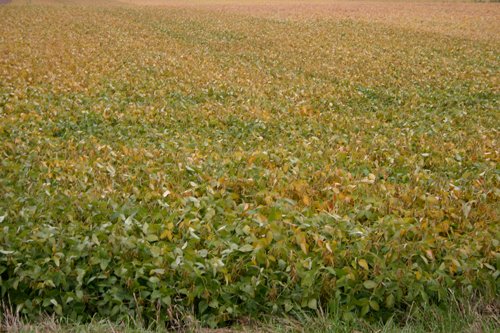 Property photo 3 - 127.5 Acres Offered in 2 Tracts - Productive Tillable Land and Wooded Hunting Land