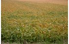 Property photo 3 - 127.5 Acres Offered in 2 Tracts - Productive Tillable Land and Wooded Hunting Land