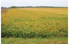 Property photo 1 - 127.5 Acres Offered in 2 Tracts - Productive Tillable Land and Wooded Hunting Land