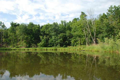 Property photo 45 - 24 Acres Offered in 5 Tracts
