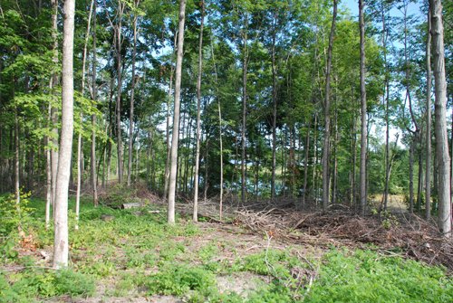 Property photo 13 - 24 Acres Offered in 5 Tracts
