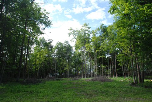 Property photo 39 - 24 Acres Offered in 5 Tracts
