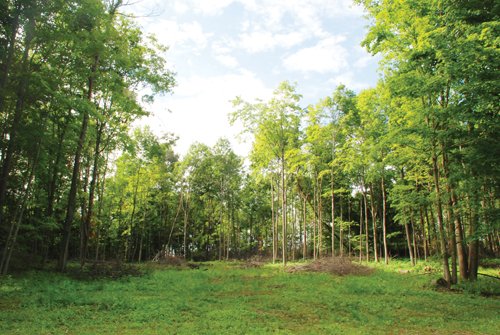 Property photo 41 - 24 Acres Offered in 5 Tracts
