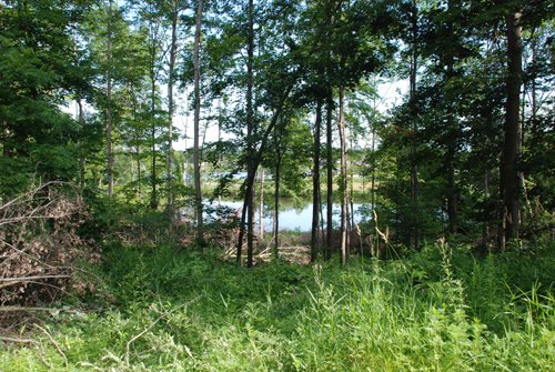 Property photo 44 - 24 Acres Offered in 5 Tracts
