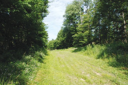 Property photo 19 - 24 Acres Offered in 5 Tracts
