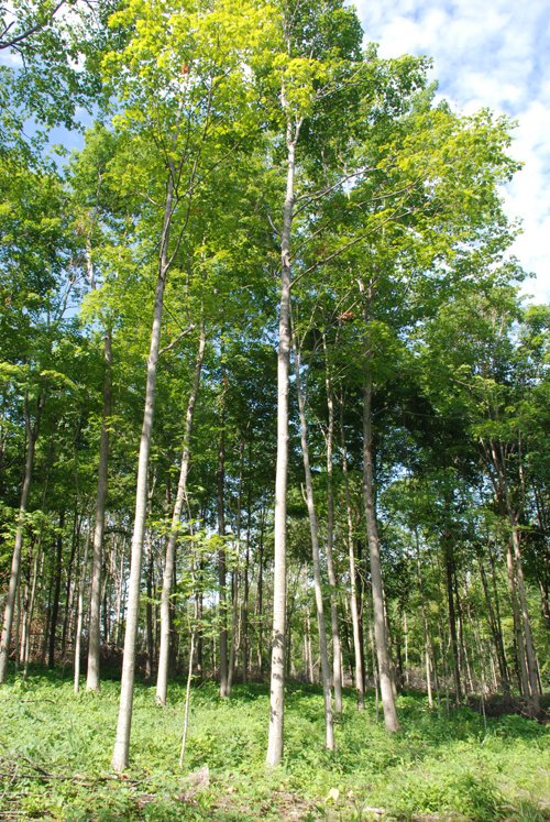 Property photo 10 - 24 Acres Offered in 5 Tracts
