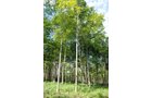 Property photo 10 - 24 Acres Offered in 5 Tracts
