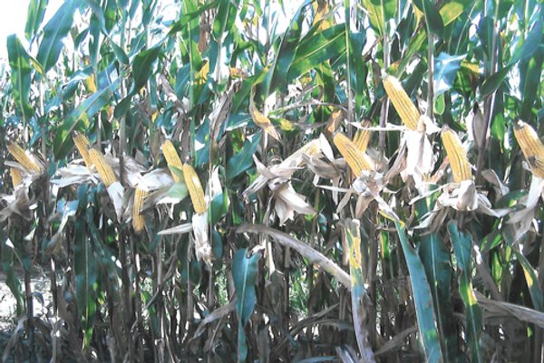 122.5 Acres - Quality Farmland and 7-Tower Irrigation System Offered in 4 Tracts
