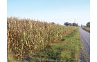 Property photo 3 - 210 Acres Offered in 5 Tracts