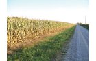 Property photo 1 - 210 Acres Offered in 5 Tracts