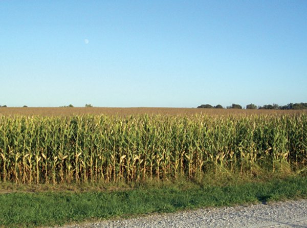 210 Acres Offered in 5 Tracts