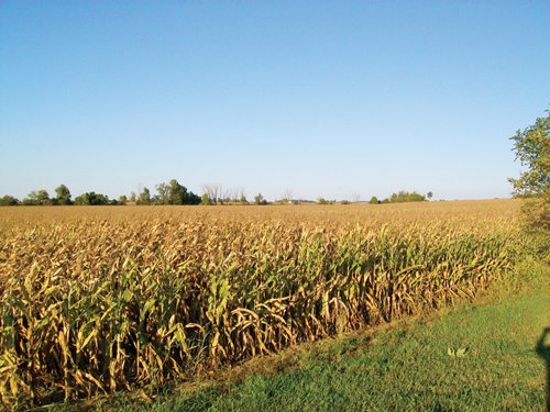 Property photo 4 - 210 Acres Offered in 5 Tracts