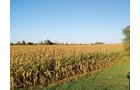 Property photo 4 - 210 Acres Offered in 5 Tracts