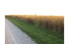 Property photo 5 - 210 Acres Offered in 5 Tracts