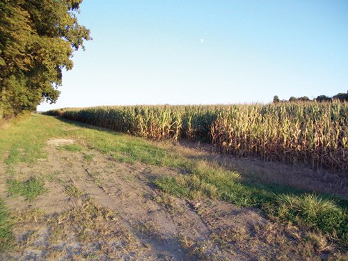 Property photo 6 - 210 Acres Offered in 5 Tracts