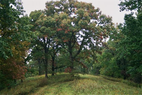 Property photo 11 - 184 Acres Hunter's Paradise in Renowned Dutch Creek, Pike County, Illinois
