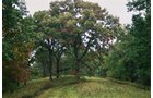 Property photo 11 - 184 Acres Hunter's Paradise in Renowned Dutch Creek, Pike County, Illinois
