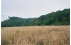 Property photo 6 - 184 Acres Hunter's Paradise in Renowned Dutch Creek, Pike County, Illinois
