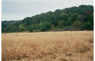 Property photo 10 - 184 Acres Hunter's Paradise in Renowned Dutch Creek, Pike County, Illinois
