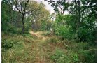 Property photo 14 - 184 Acres Hunter's Paradise in Renowned Dutch Creek, Pike County, Illinois
