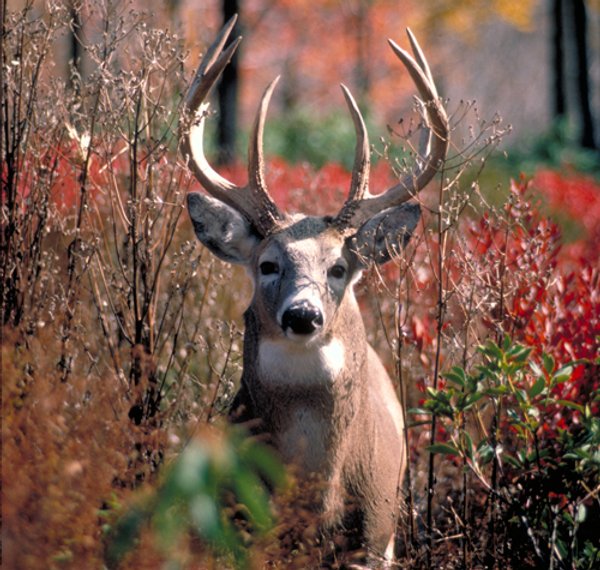 184 Acres Hunter's Paradise in Renowned Dutch Creek, Pike County, Illinois
