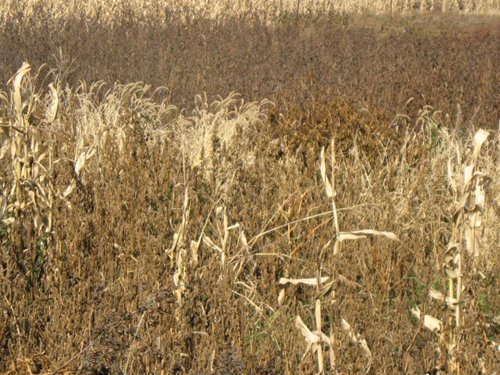Property photo 28 - 212 Acres Offered in 6 Tracts - Selling Regardless of Price
