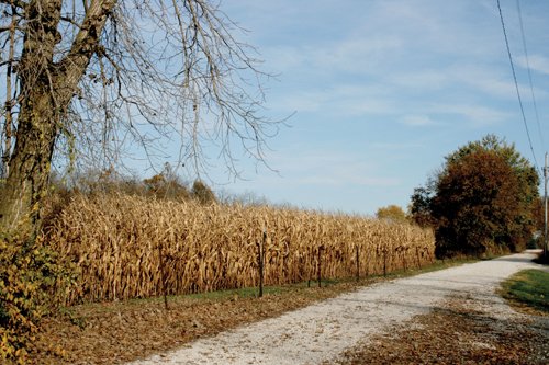 Property photo 7 - 30 Acres Offered in 3 Tracts
