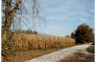 Property photo 7 - 30 Acres Offered in 3 Tracts
