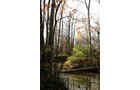 Property photo 8 - 30 Acres Offered in 3 Tracts
