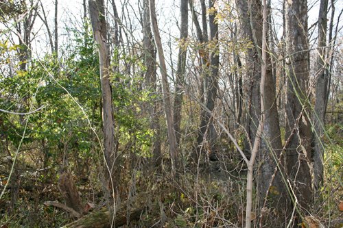 Property photo 14 - 30 Acres Offered in 3 Tracts
