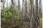 Property photo 14 - 30 Acres Offered in 3 Tracts
