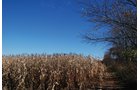 Property photo 71 - 117 Acres Offered in 6 Tracts
