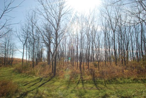 Property photo 12 - 117 Acres Offered in 6 Tracts
